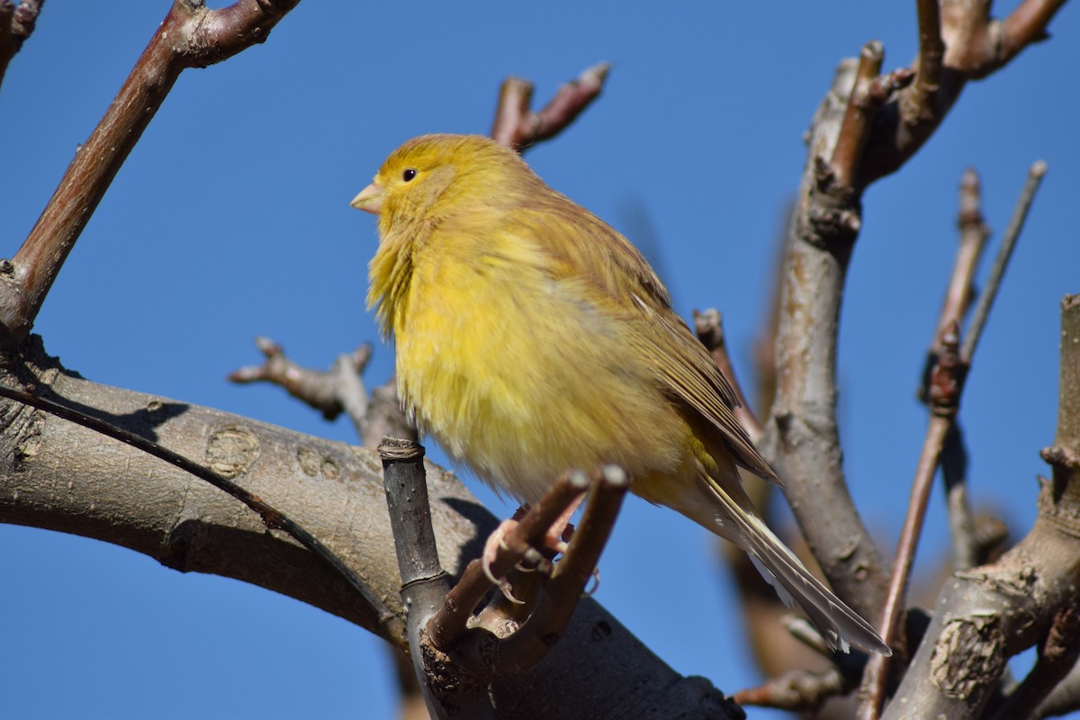 Serin des Canaries (forme domestique) - ML539952601