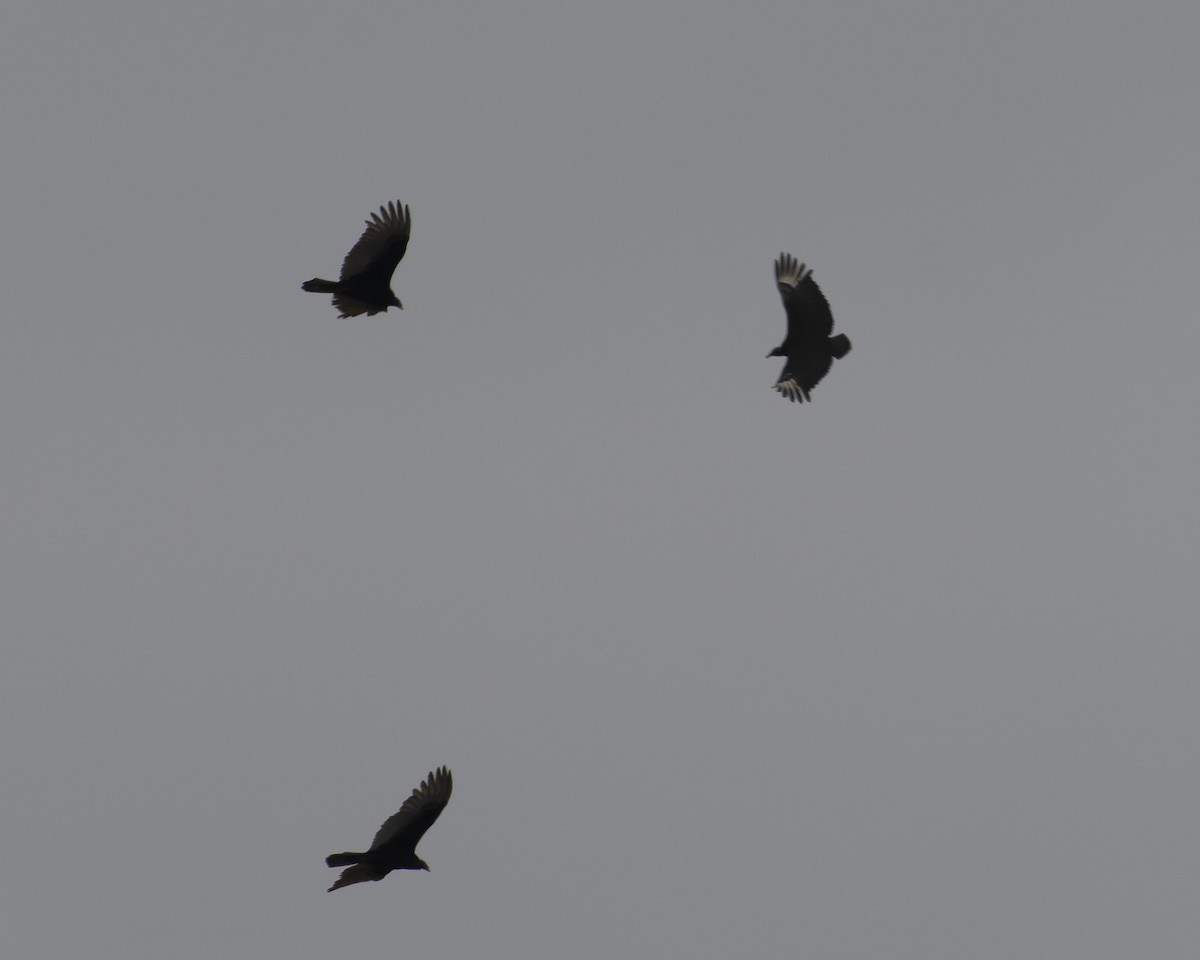 Black Vulture - ML539954031