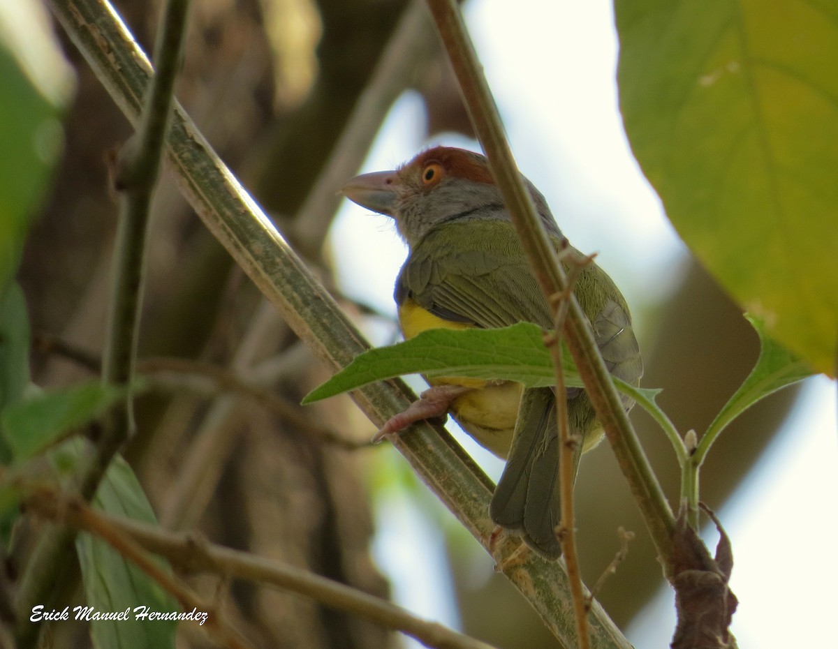 Rufous-browed Peppershrike - ML53995421