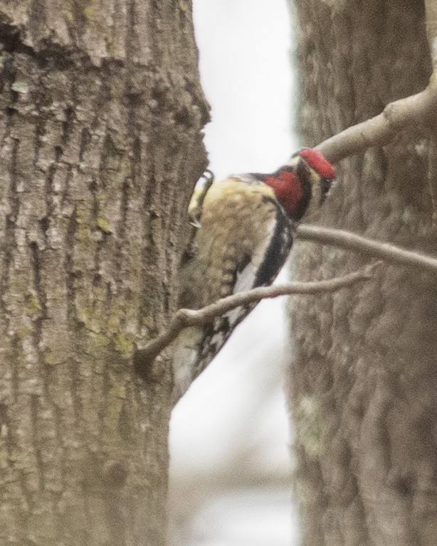 Yellow-bellied Sapsucker - ML539954231