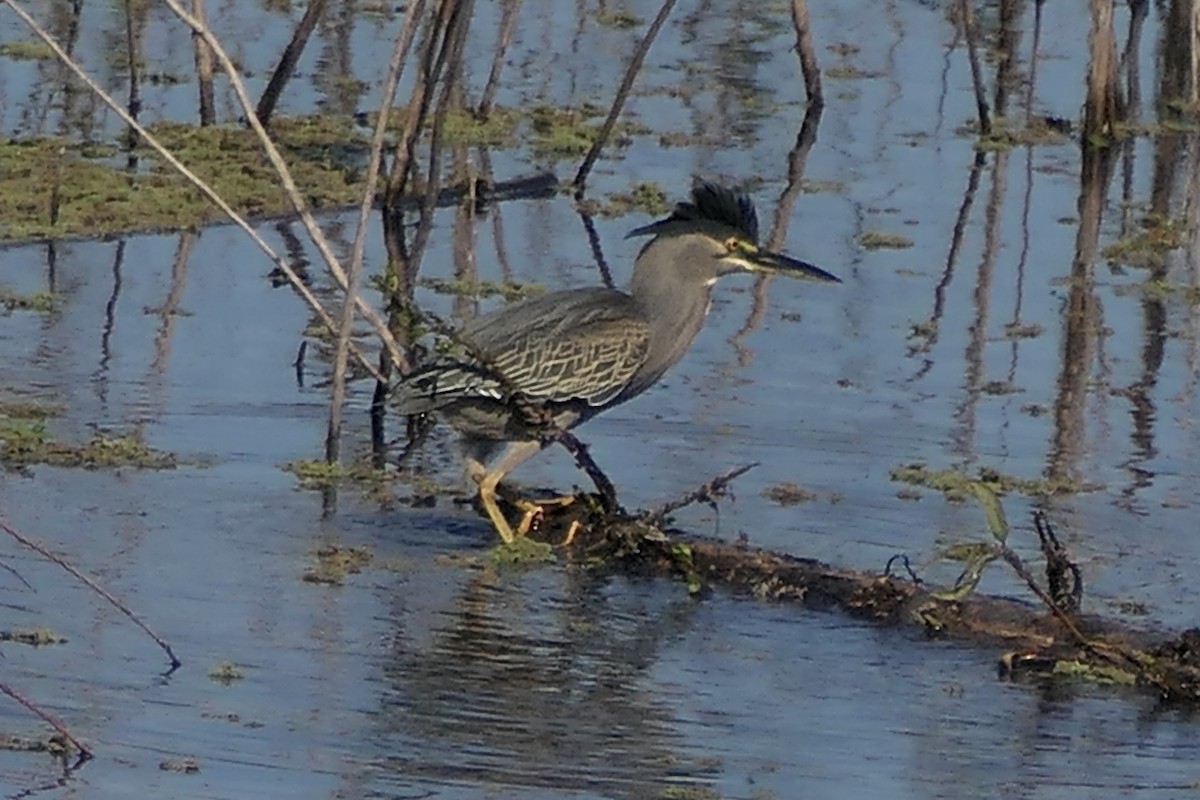 Striated Heron - ML539955551