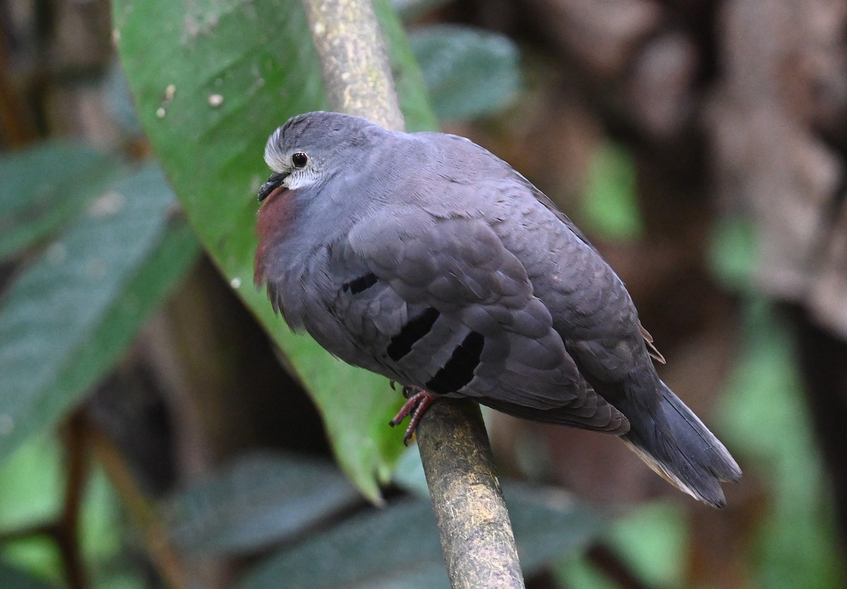 Maroon-chested Ground Dove - Andy Reago &  Chrissy McClarren