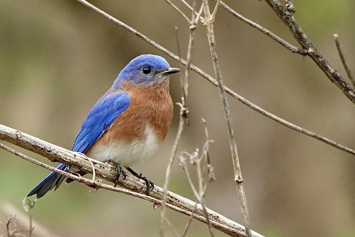 Eastern Bluebird - ML539956691