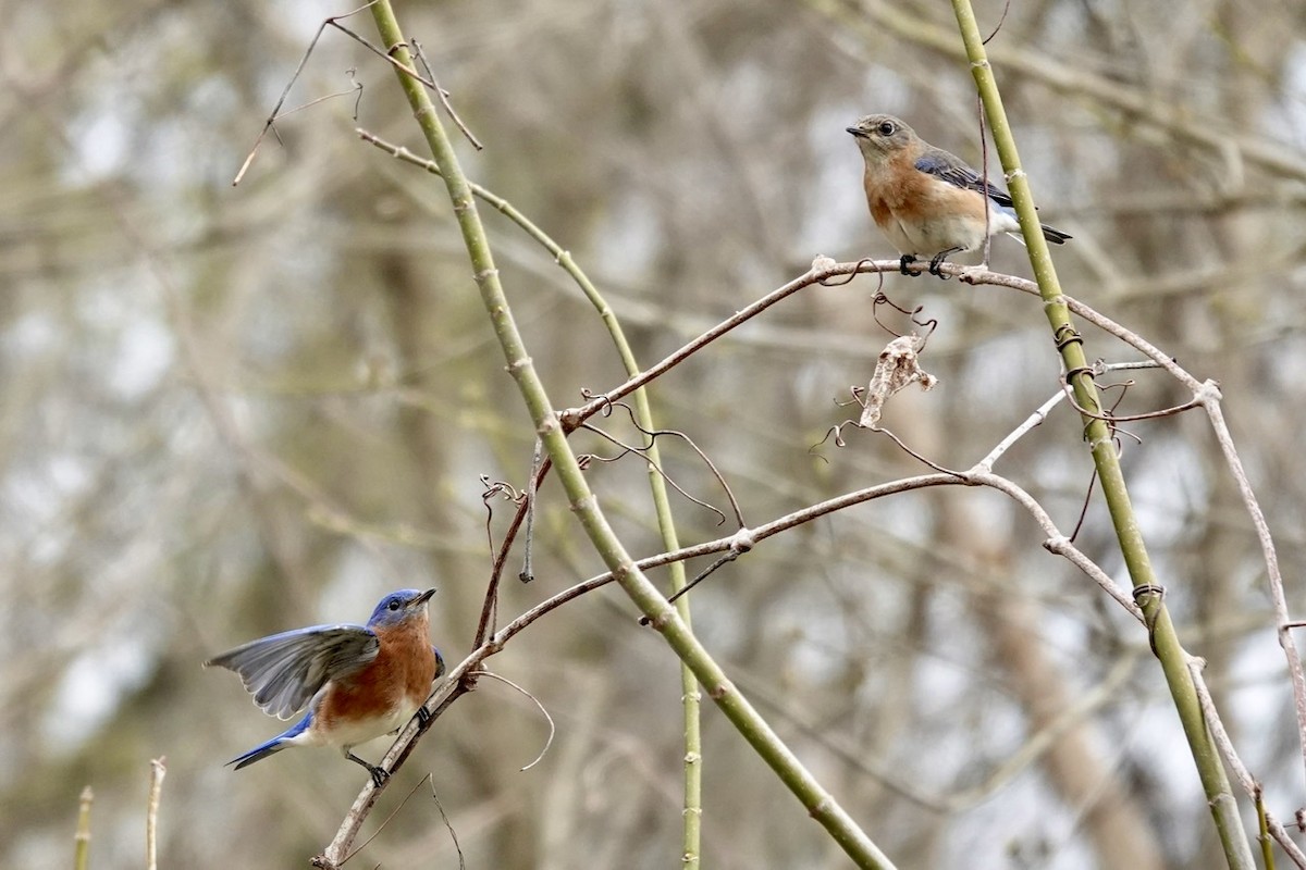 Eastern Bluebird - ML539956701