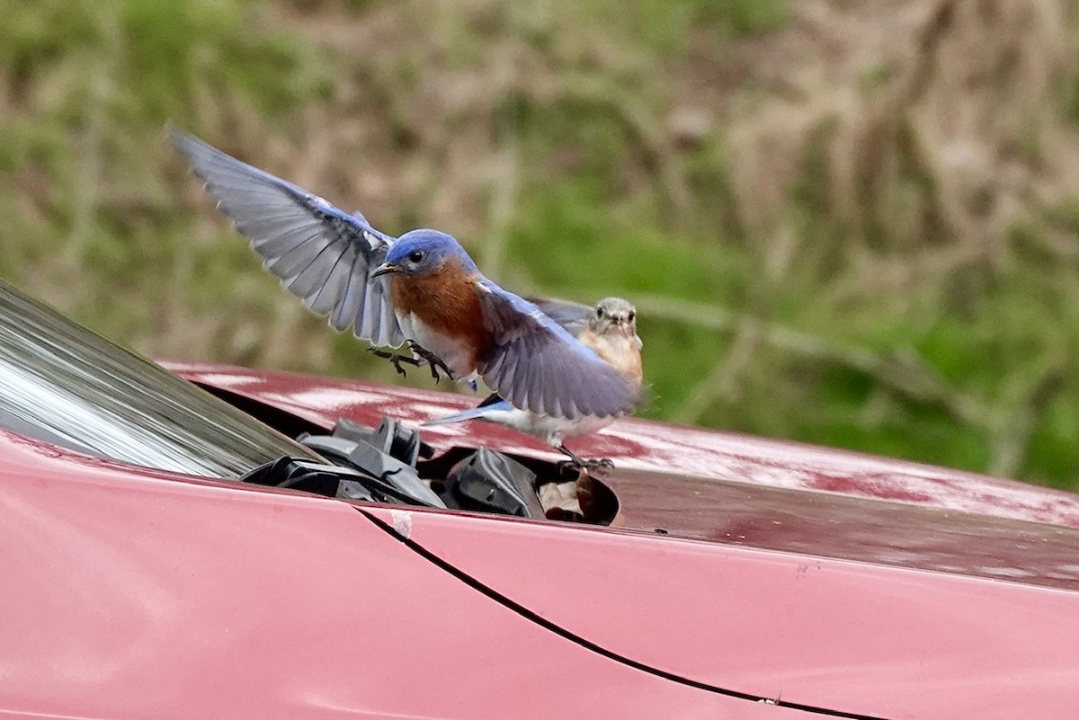 Eastern Bluebird - ML539956711