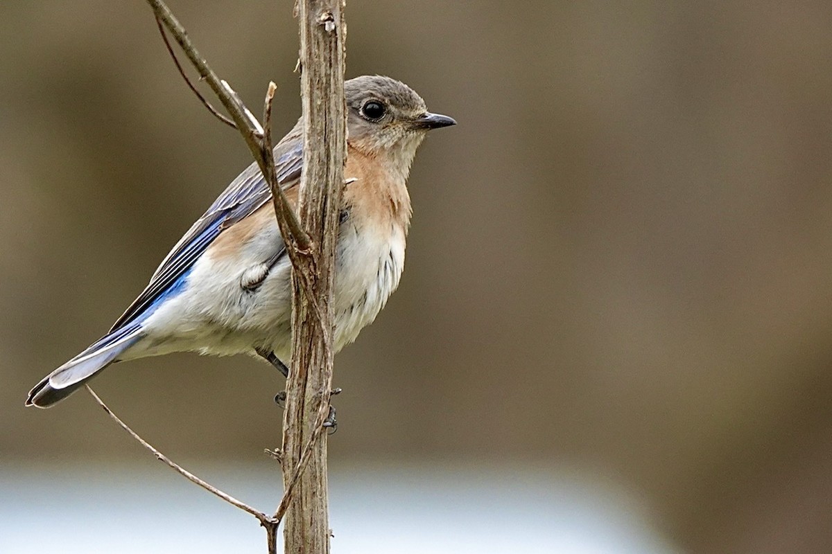 Eastern Bluebird - ML539956721