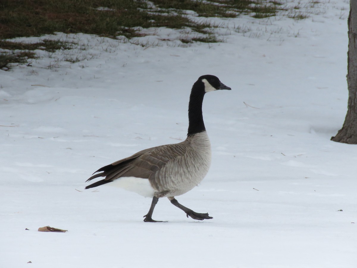 Barnacla Canadiense Grande (grupo canadensis) - ML539957791