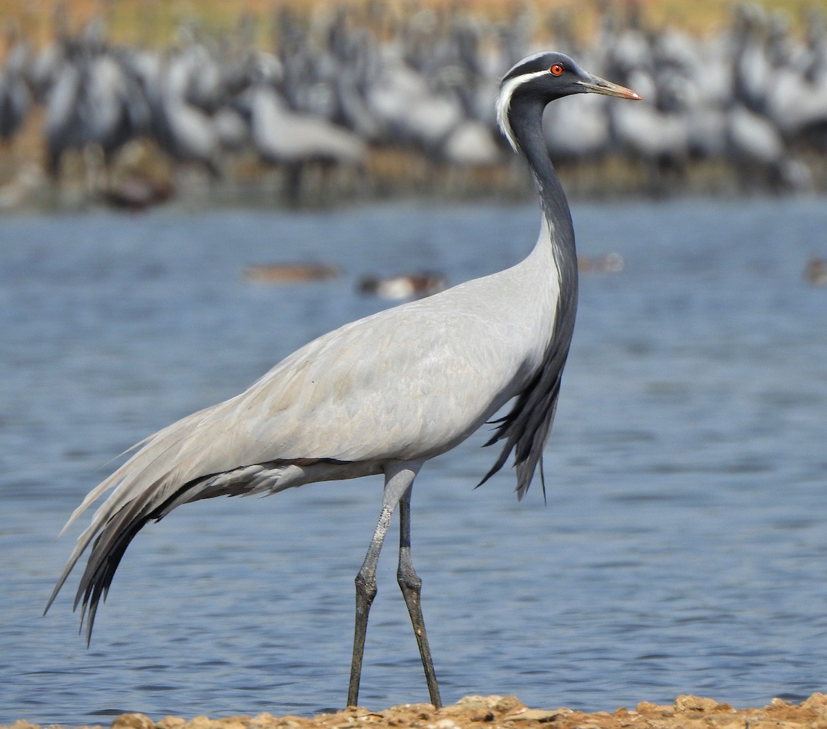 Demoiselle Crane - Hareendra Baraiya