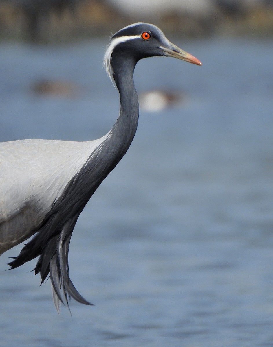 Demoiselle Crane - ML539957941