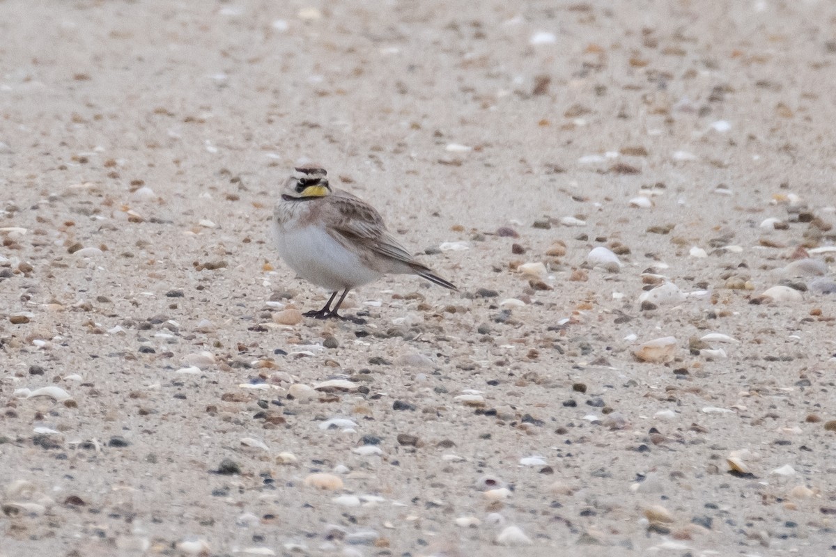 Horned Lark - Scott Dresser