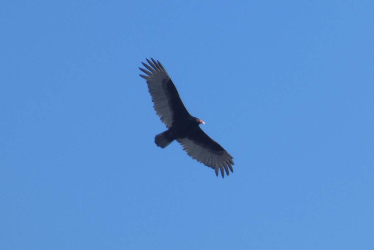 Turkey Vulture - ML539959041