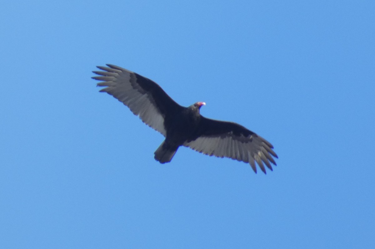 Turkey Vulture - ML539959091