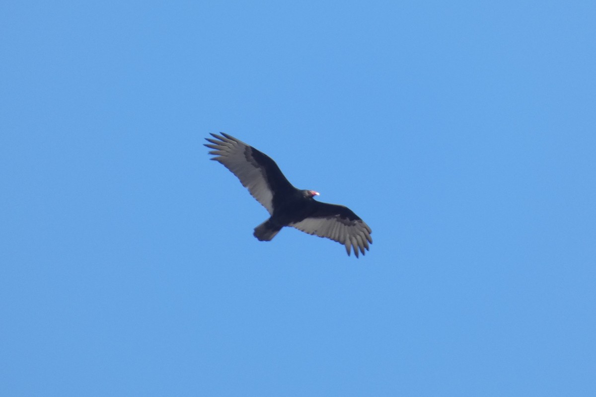 Turkey Vulture - ML539959101