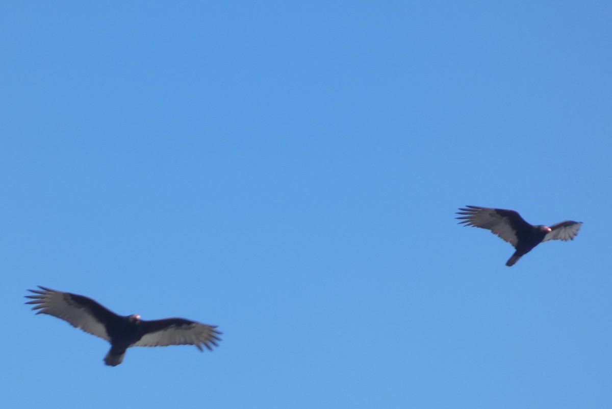 Turkey Vulture - ML539959141