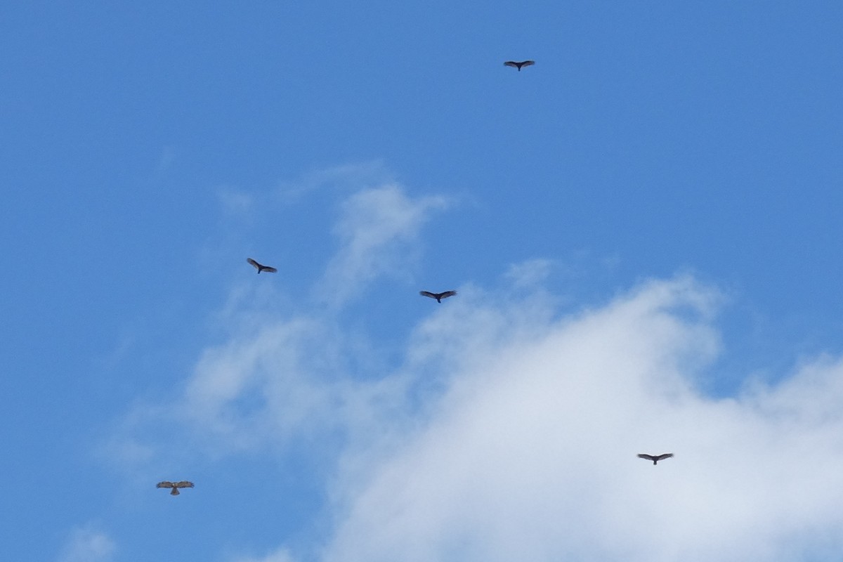 Turkey Vulture - ML539959191