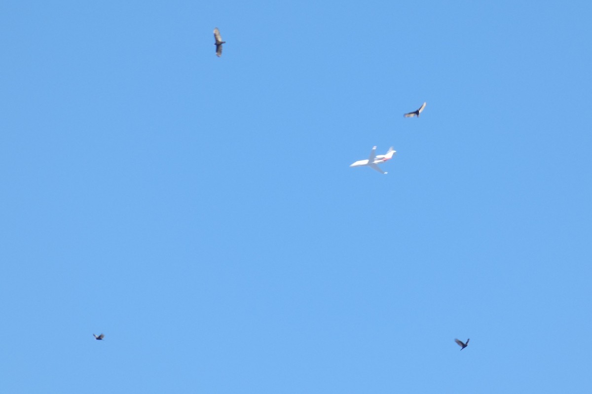 Turkey Vulture - ML539959201