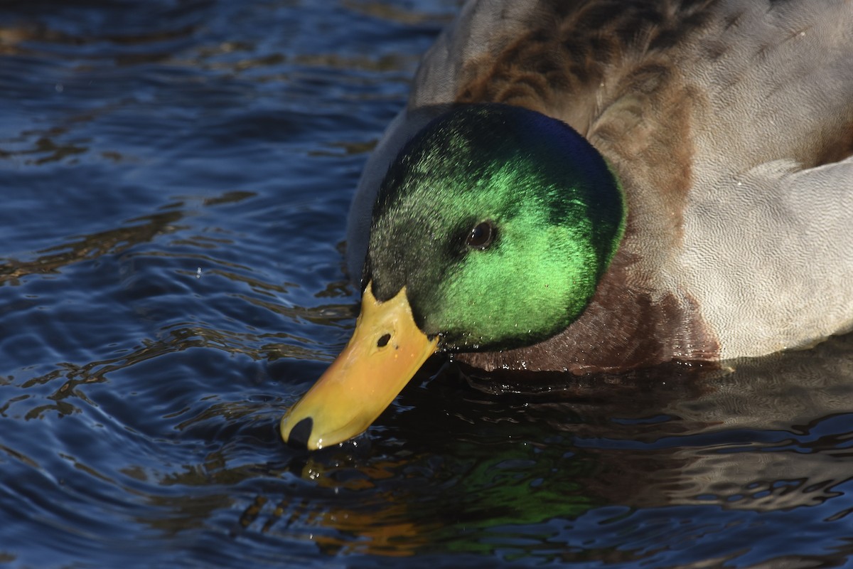 Mallard - scot stewart