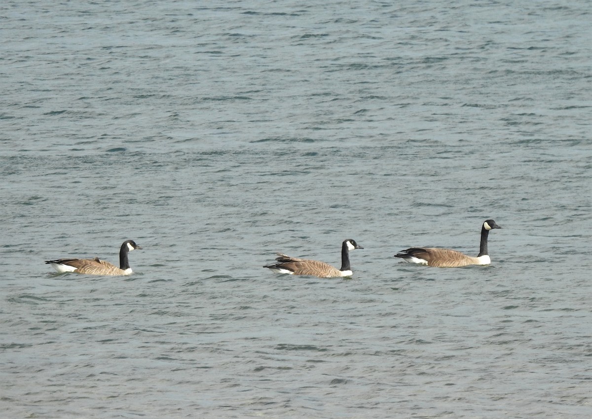 Canada Goose - ML539959751