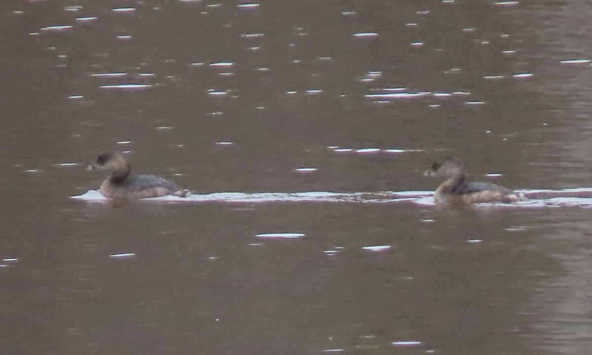 Pied-billed Grebe - ML539959811
