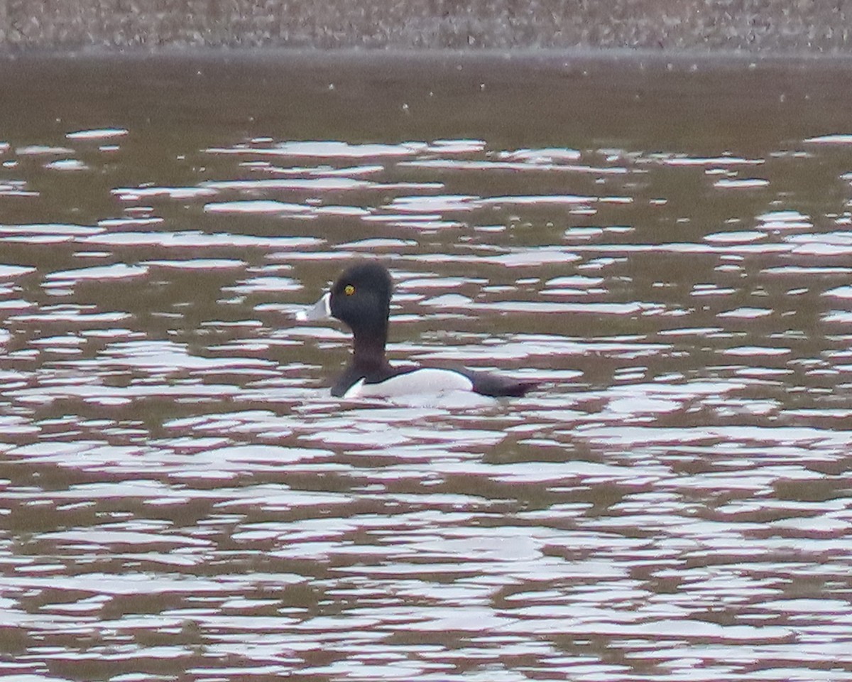 Ring-necked Duck - ML539959861