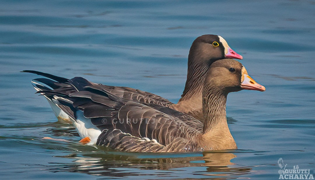 Lesser White-fronted Goose - ML539960441