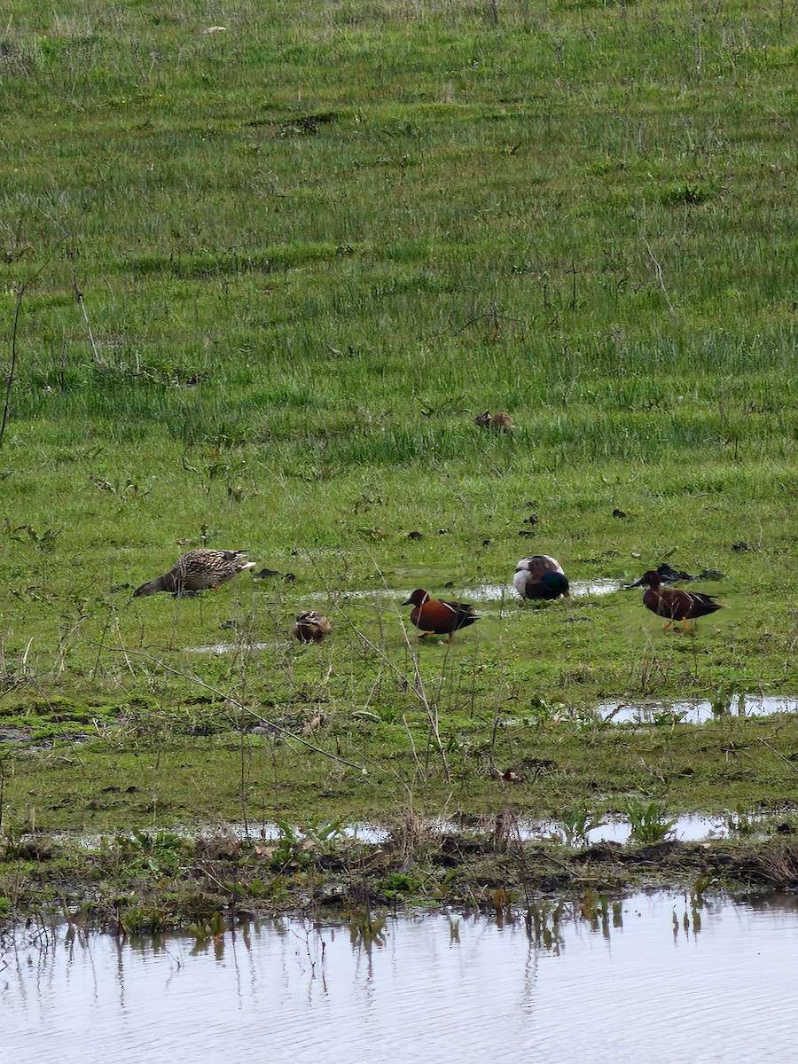 Cinnamon Teal - ML539960471