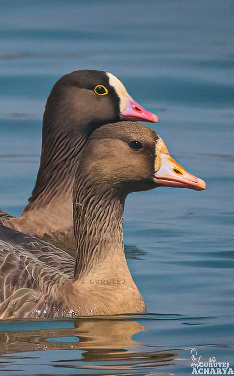Greater White-fronted Goose - ML539961321