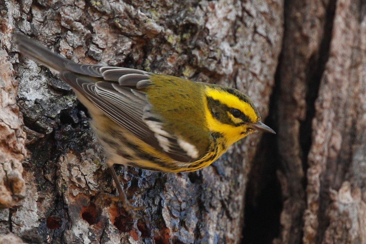 Townsend's Warbler - ML539961851