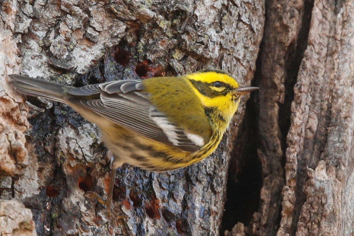 Townsend's Warbler - ML539961881