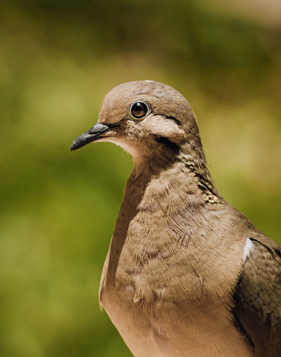 Eared Dove - ML539962081