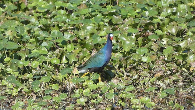 Purple Gallinule - ML539962441