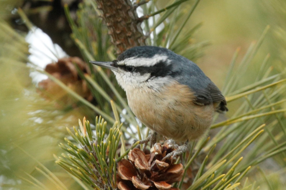 Red-breasted Nuthatch - ML539963621