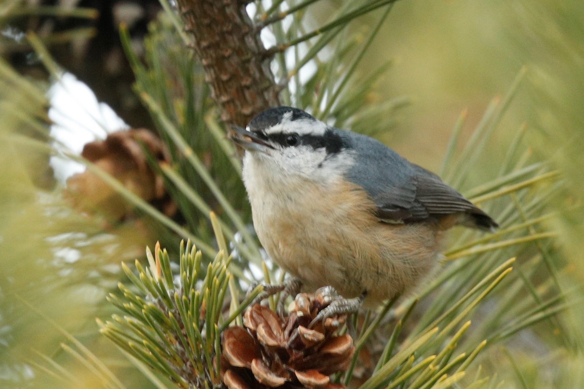 Red-breasted Nuthatch - ML539963631