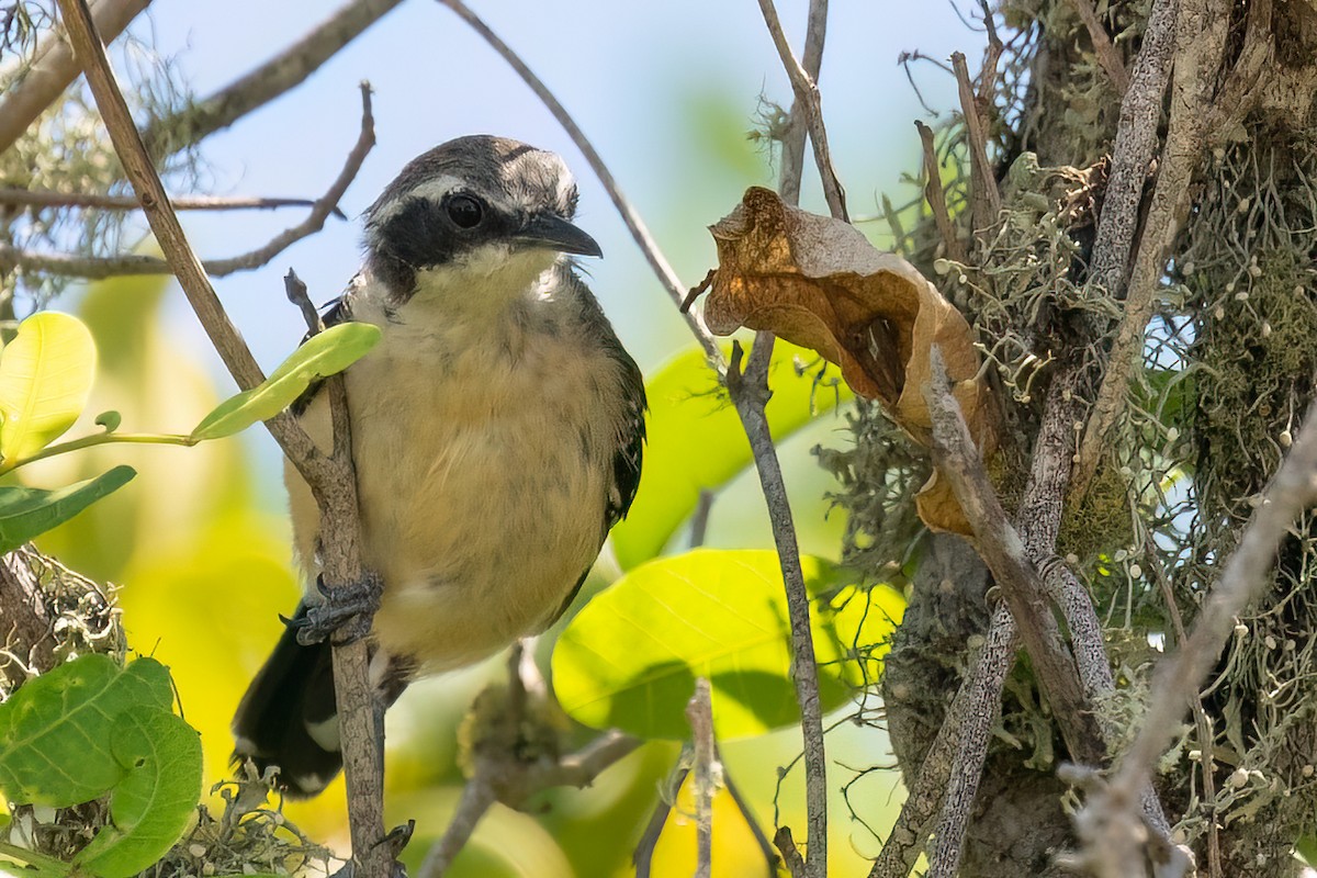 serramaursmett (littoralis) - ML539965251