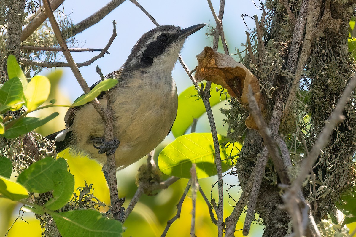 Serra Karıncakuşu (littoralis) - ML539965271