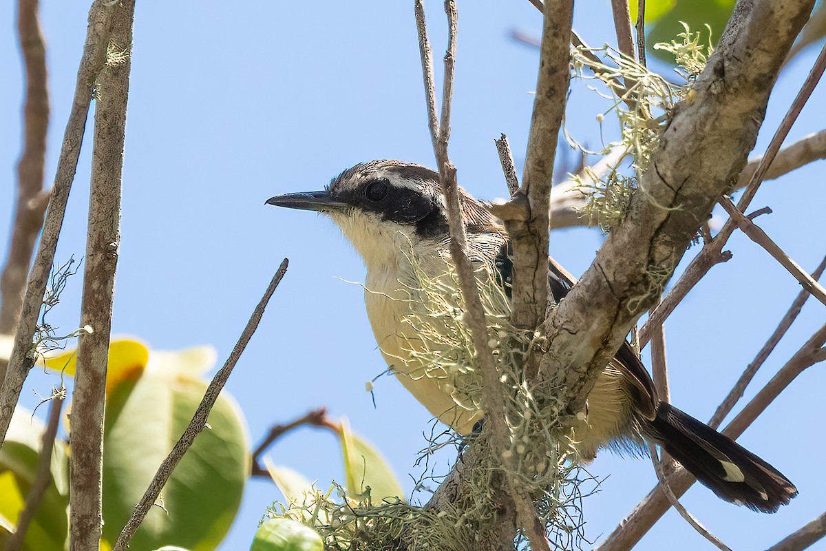 Serraameisenfänger (littoralis) - ML539965281