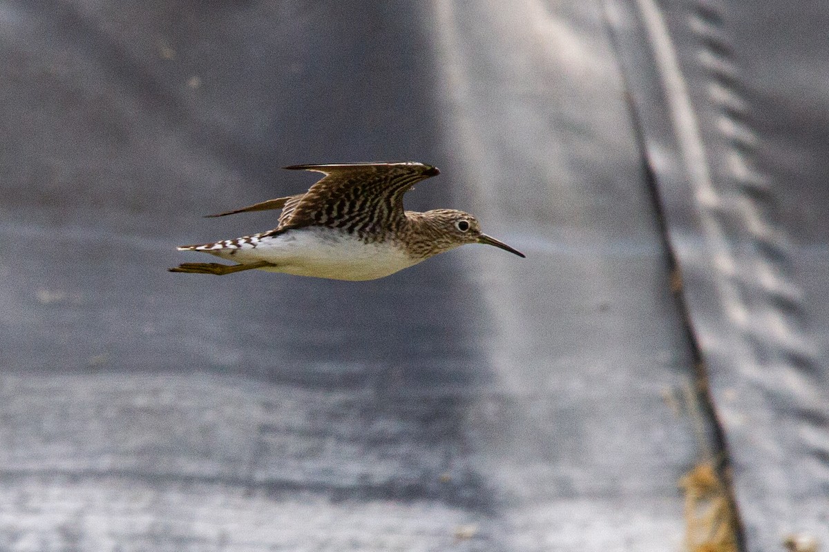 Solitary Sandpiper - ML539965421