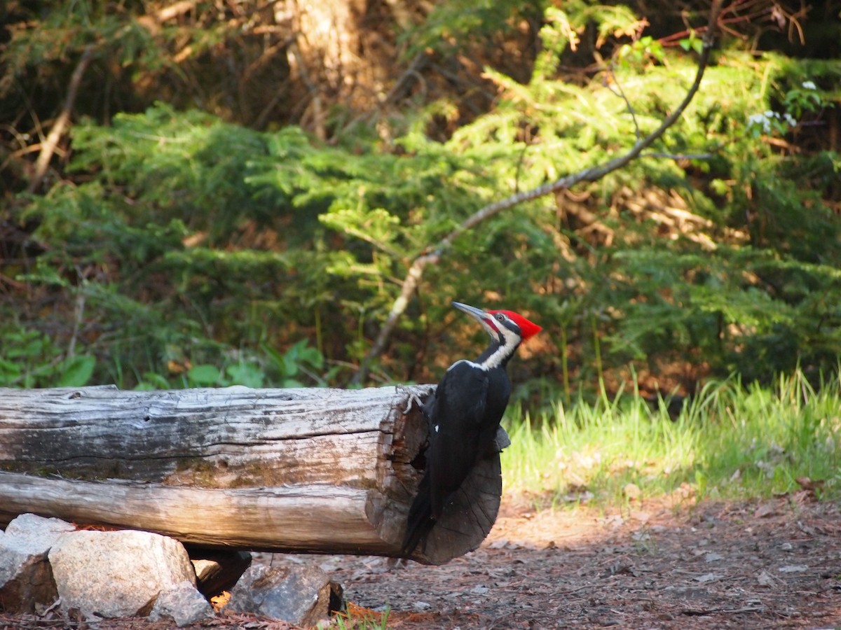 Pileated Woodpecker - ML539967841