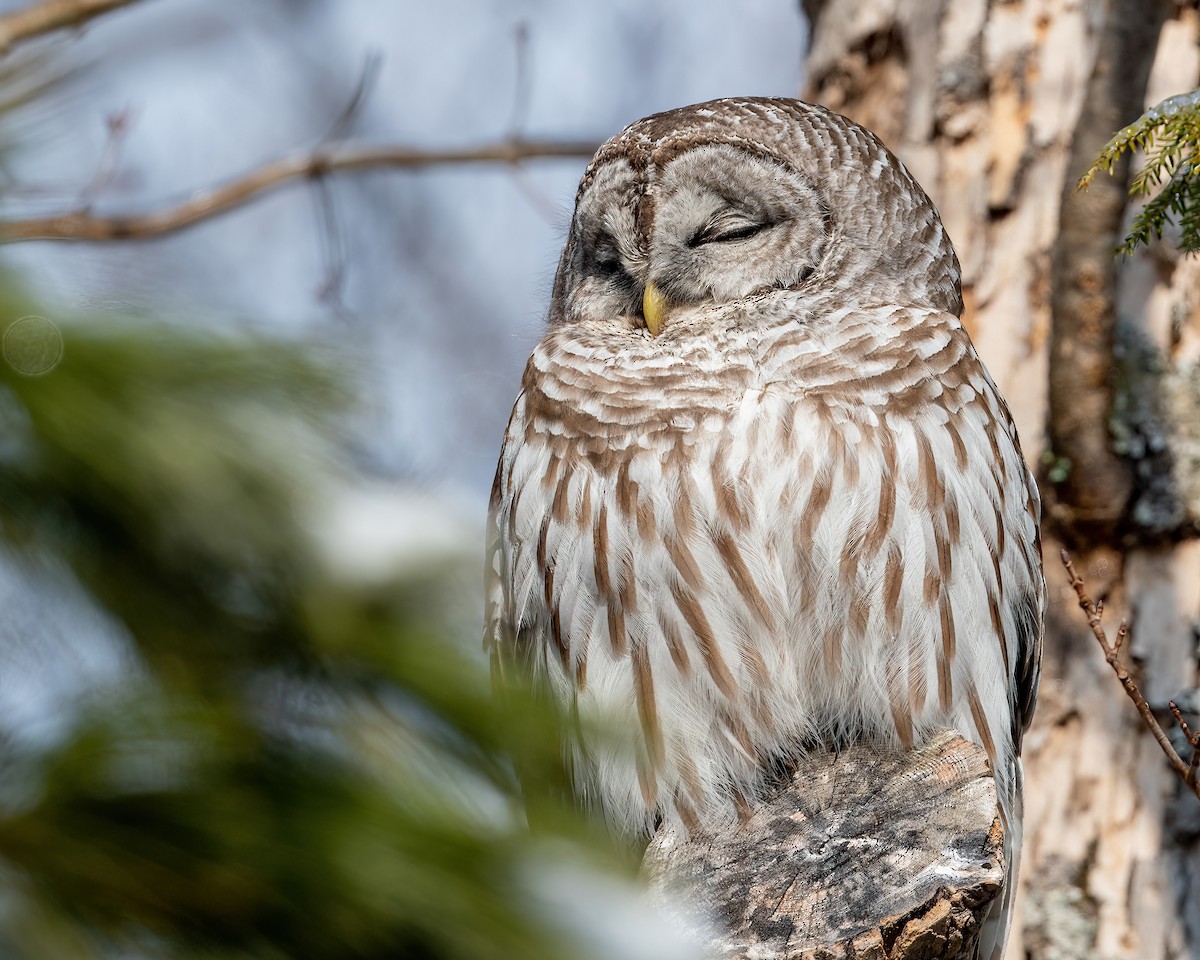 Barred Owl - ML539968381