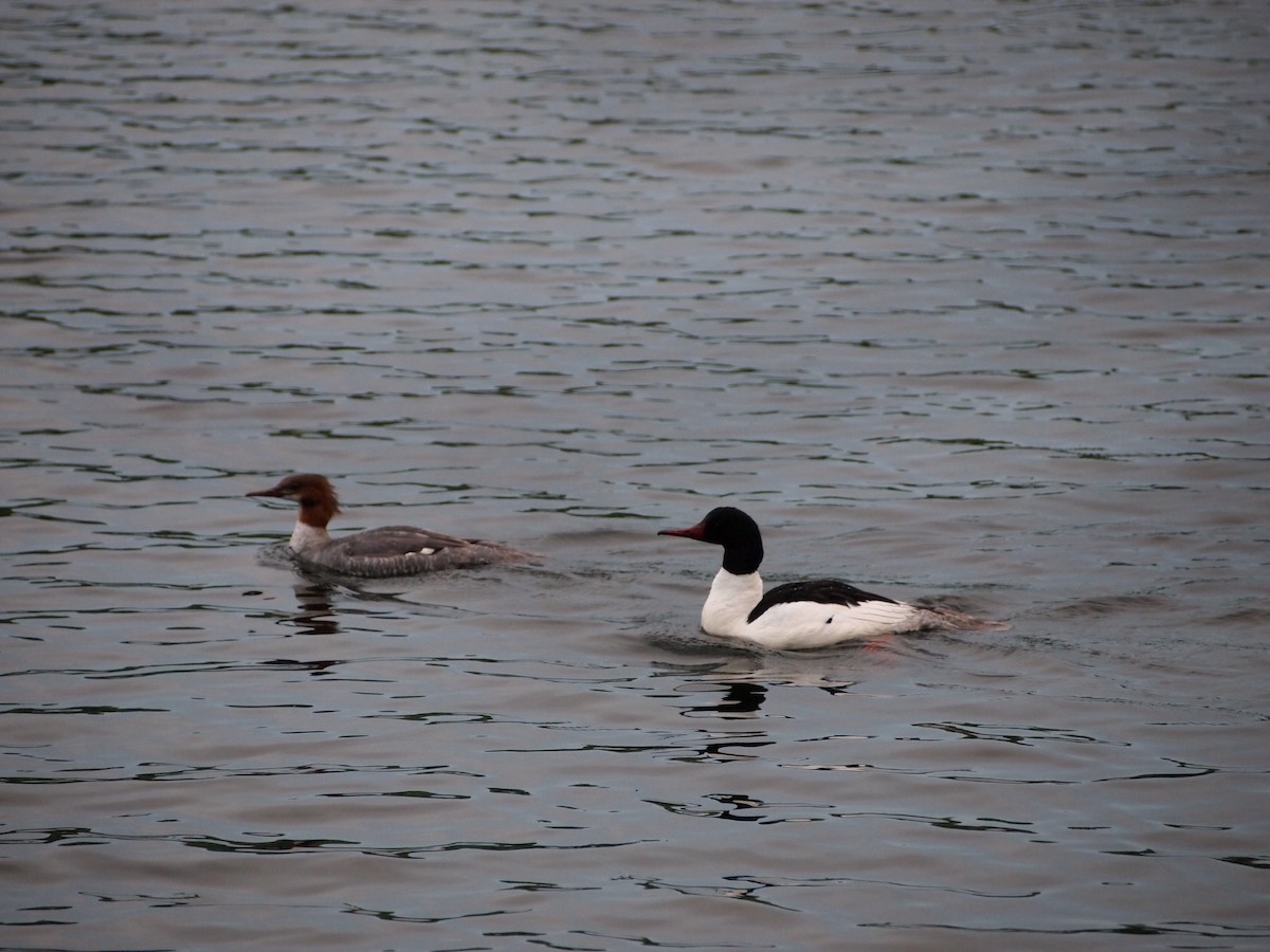 Common Merganser - ML539968491