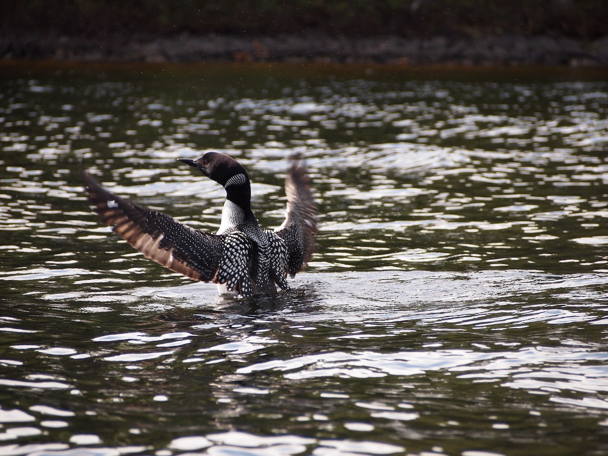 Common Loon - ML539969041