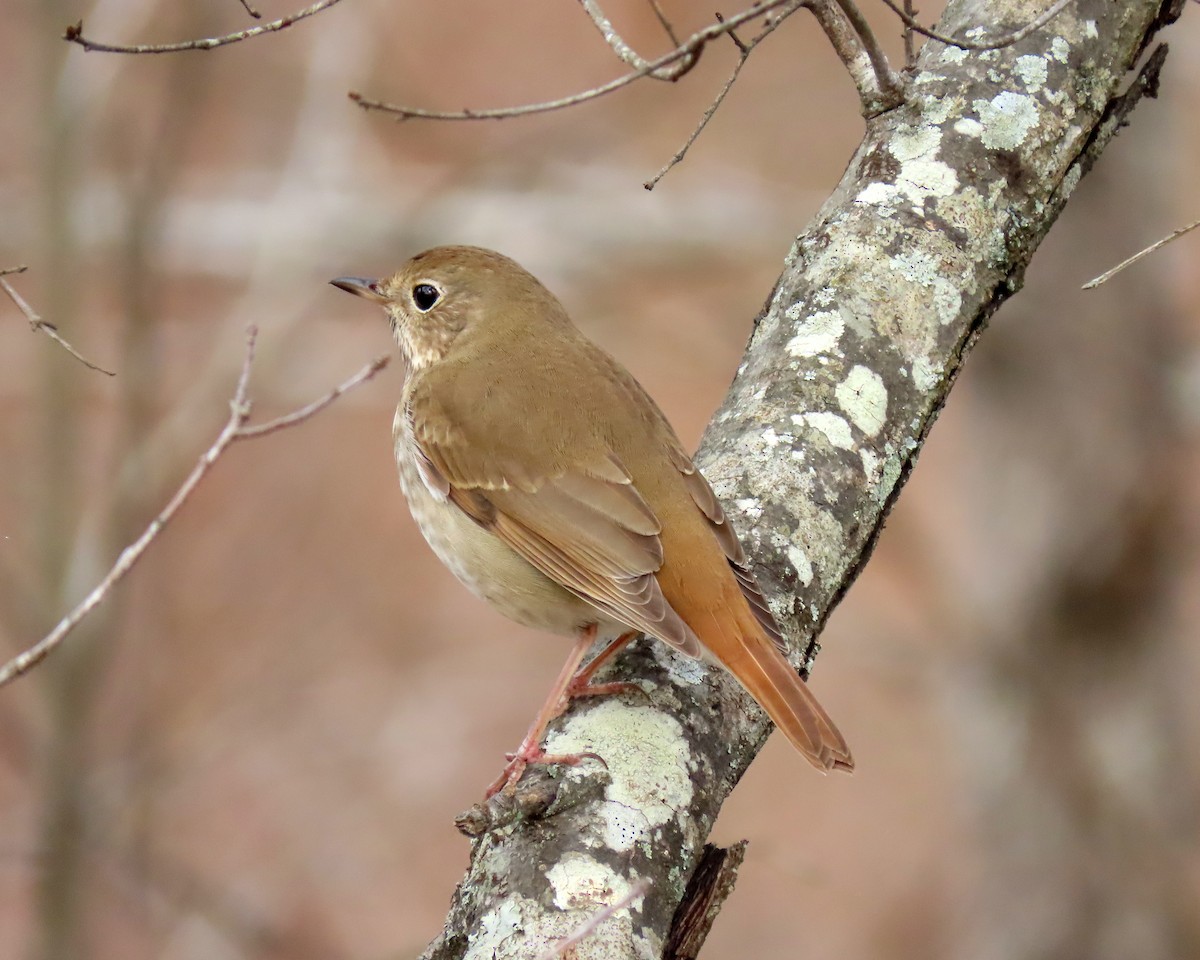 Hermit Thrush - ML539969111