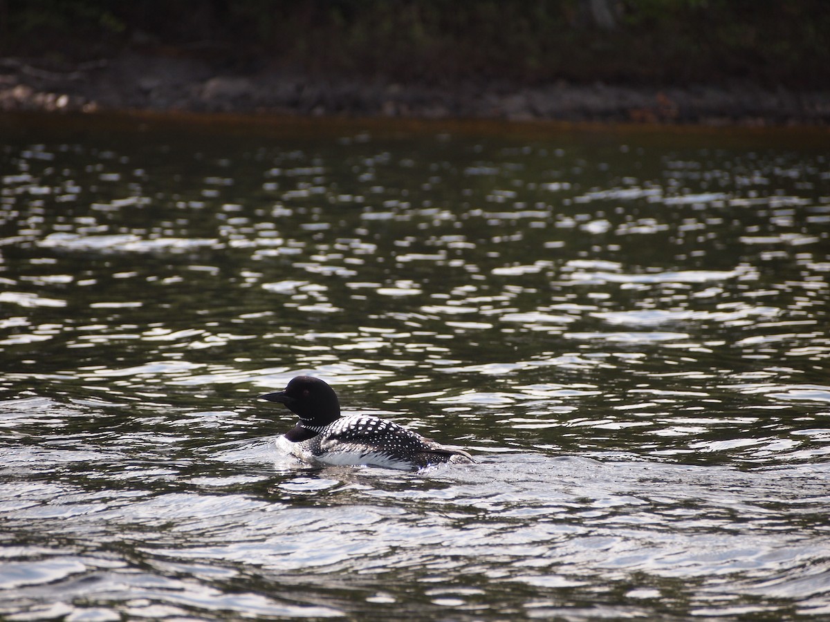 Common Loon - ML539969191