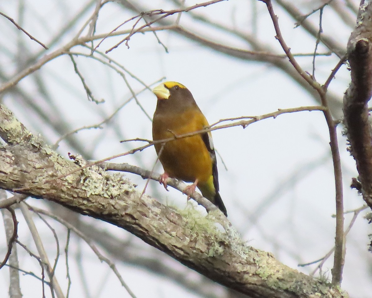 Evening Grosbeak - ML539969431