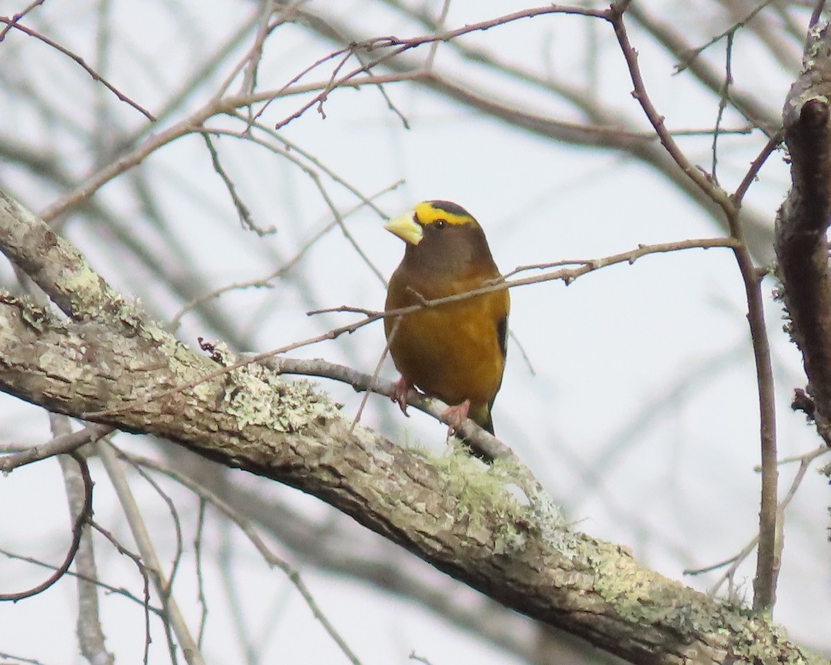 Evening Grosbeak - ML539969441