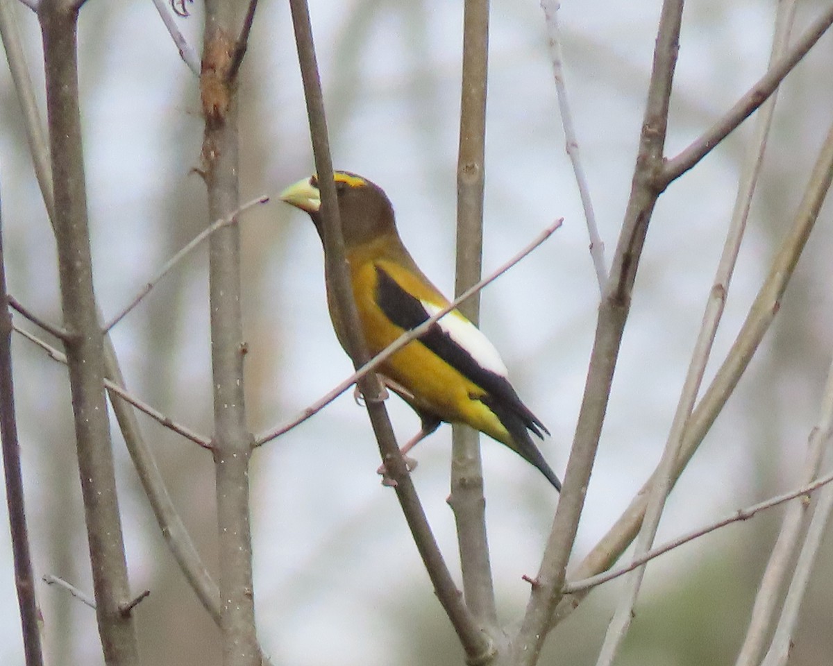 Evening Grosbeak - ML539969471