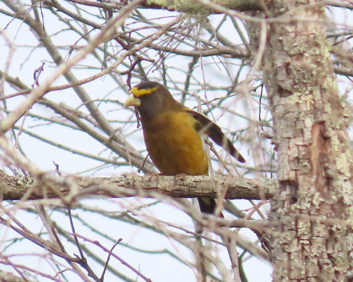 Evening Grosbeak - ML539969521