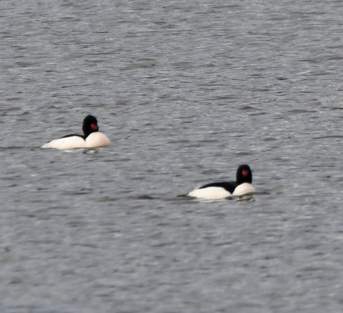 Common Merganser - Bill Ostrander