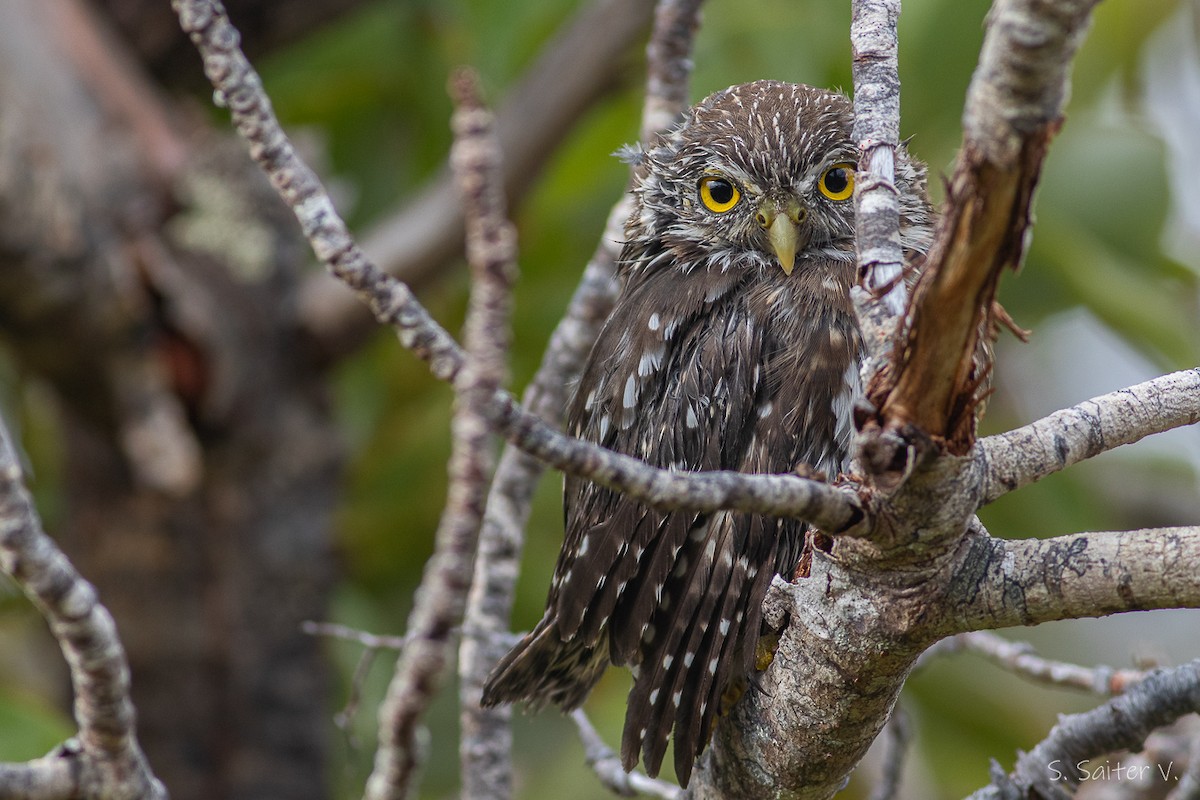 Austral Pygmy-Owl - ML539971441