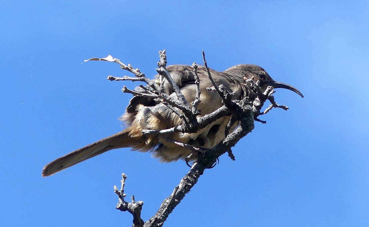 California Thrasher - ML539971601